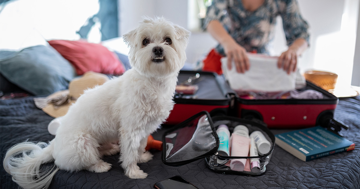 A person packs their personal belongings in a suitcase for a long distance move. Their small white dog sits in front of the suitcase.