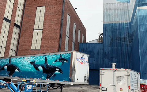 Wyland orca