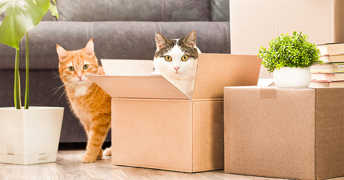 A cat sits inside an empty moving box, with another cat to the left of the box. 